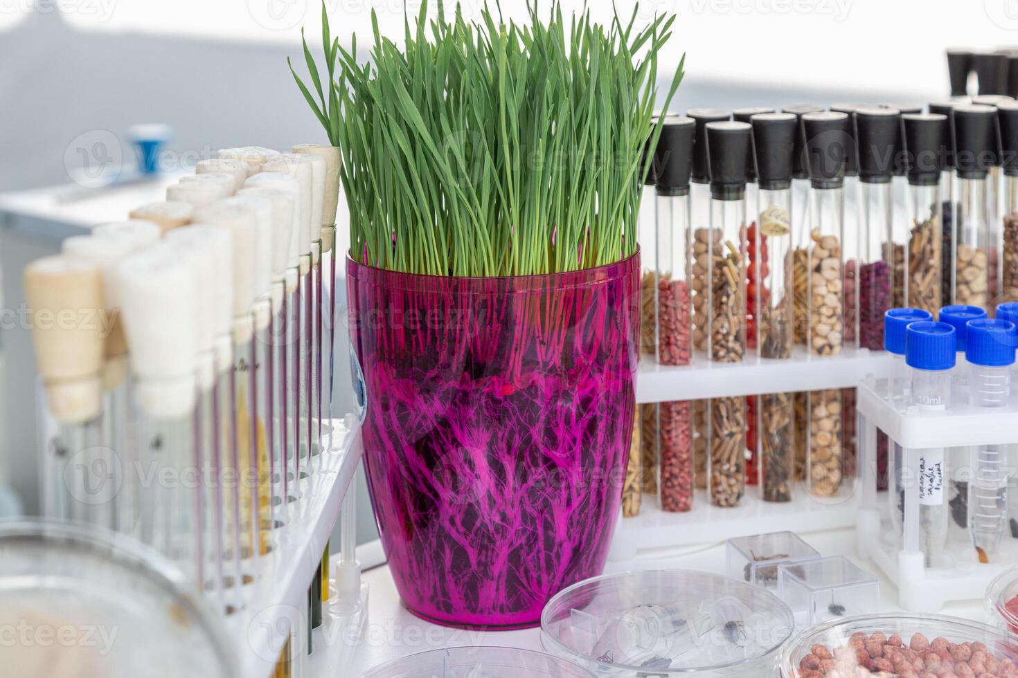 wheat sprouts sprouted in a transparent jar in soil, roots visible photo