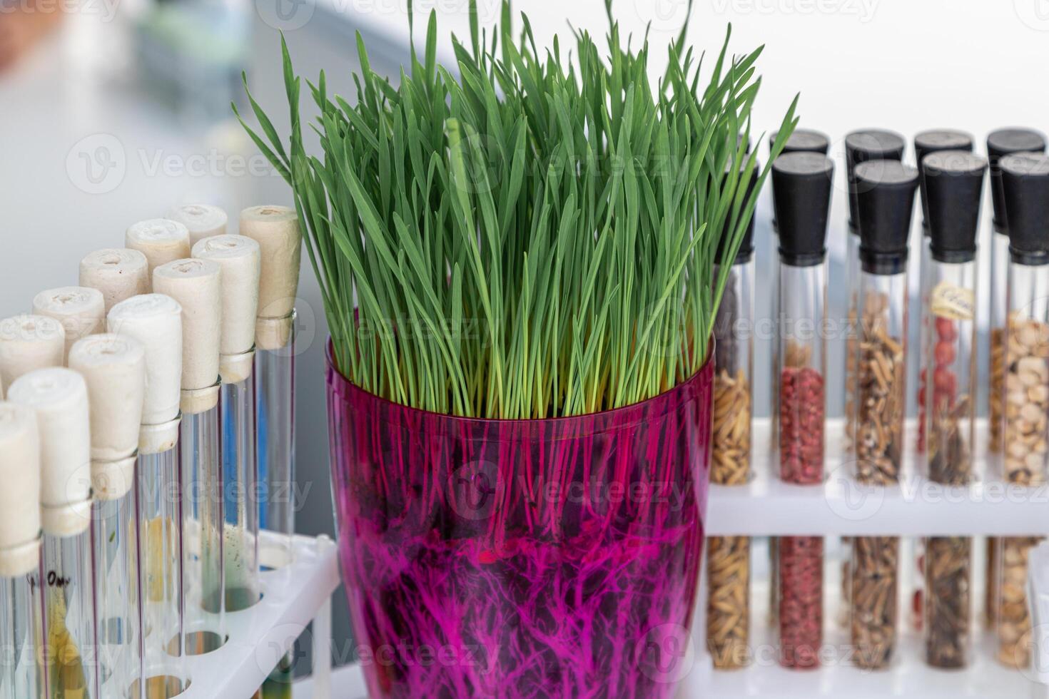 wheat sprouts sprouted in a transparent jar in soil, roots visible photo
