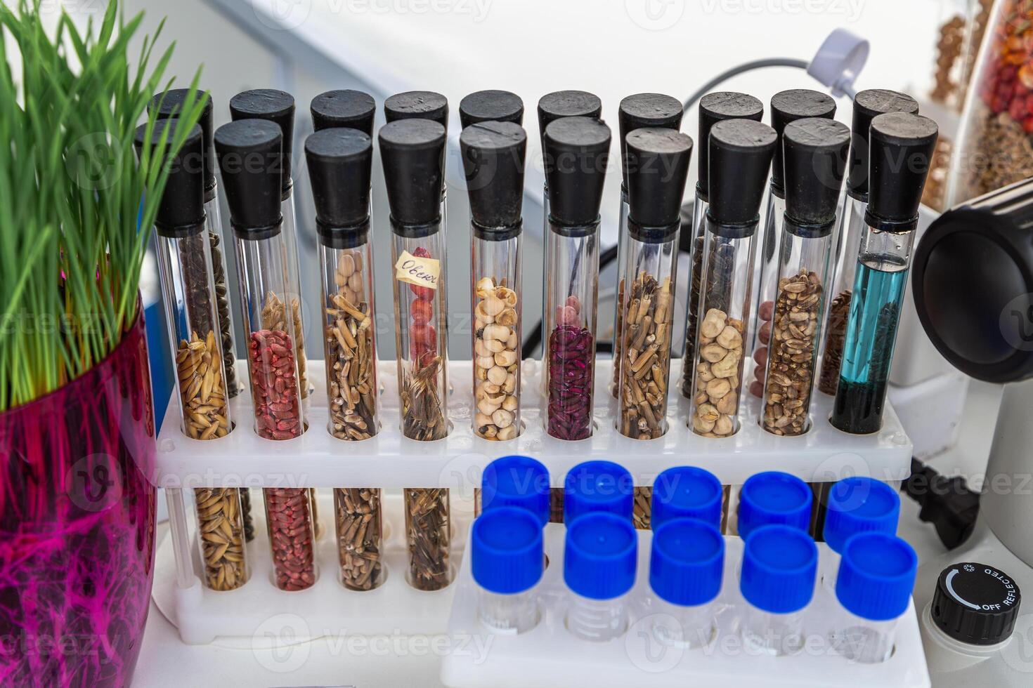 Treated seeds of sunflower, corn, peas, soybeans, and grains in transparent test tubes. photo
