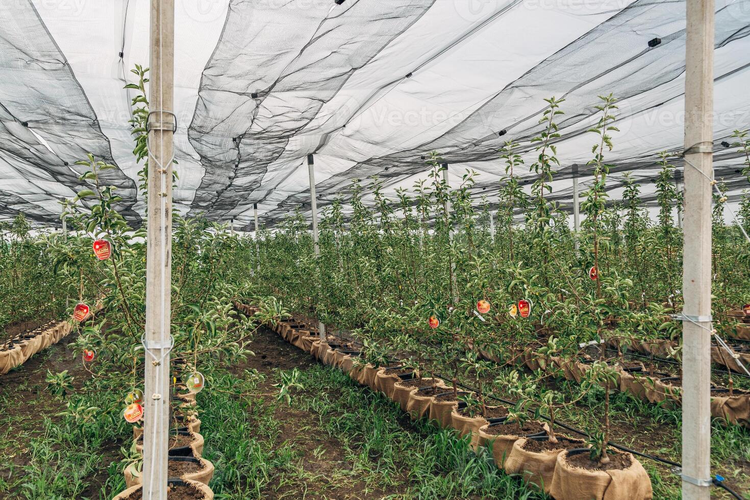 The fruit tree nursery is covered with a protective net photo