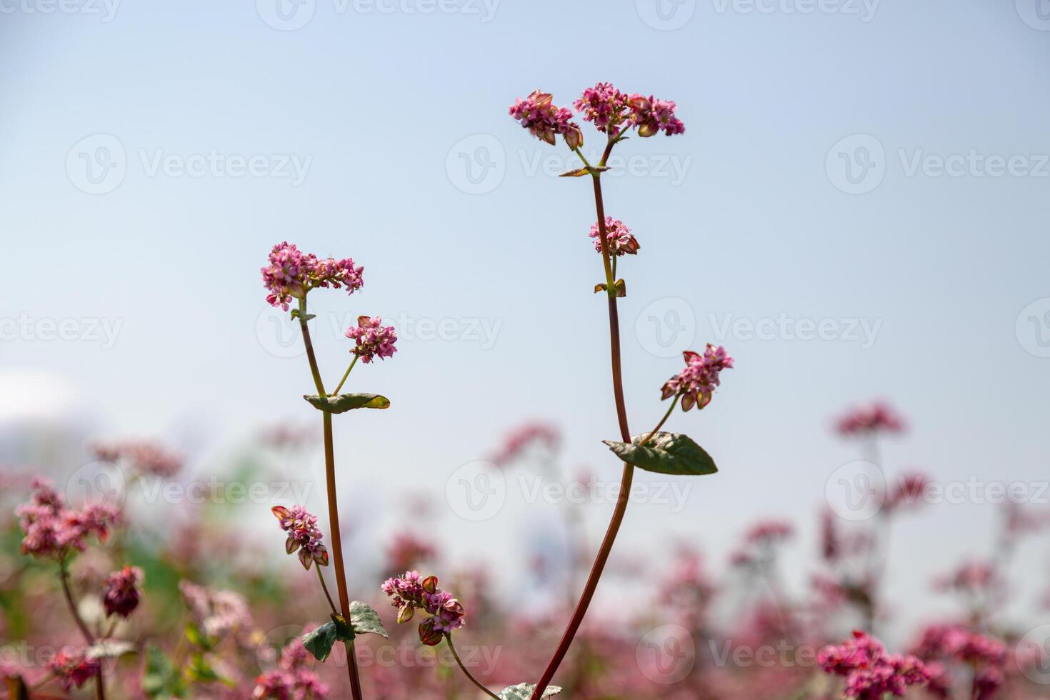 Red buckwheat flowers on the field. Blooming buckwheat. Buckwheat field on a summer sunny day. photo