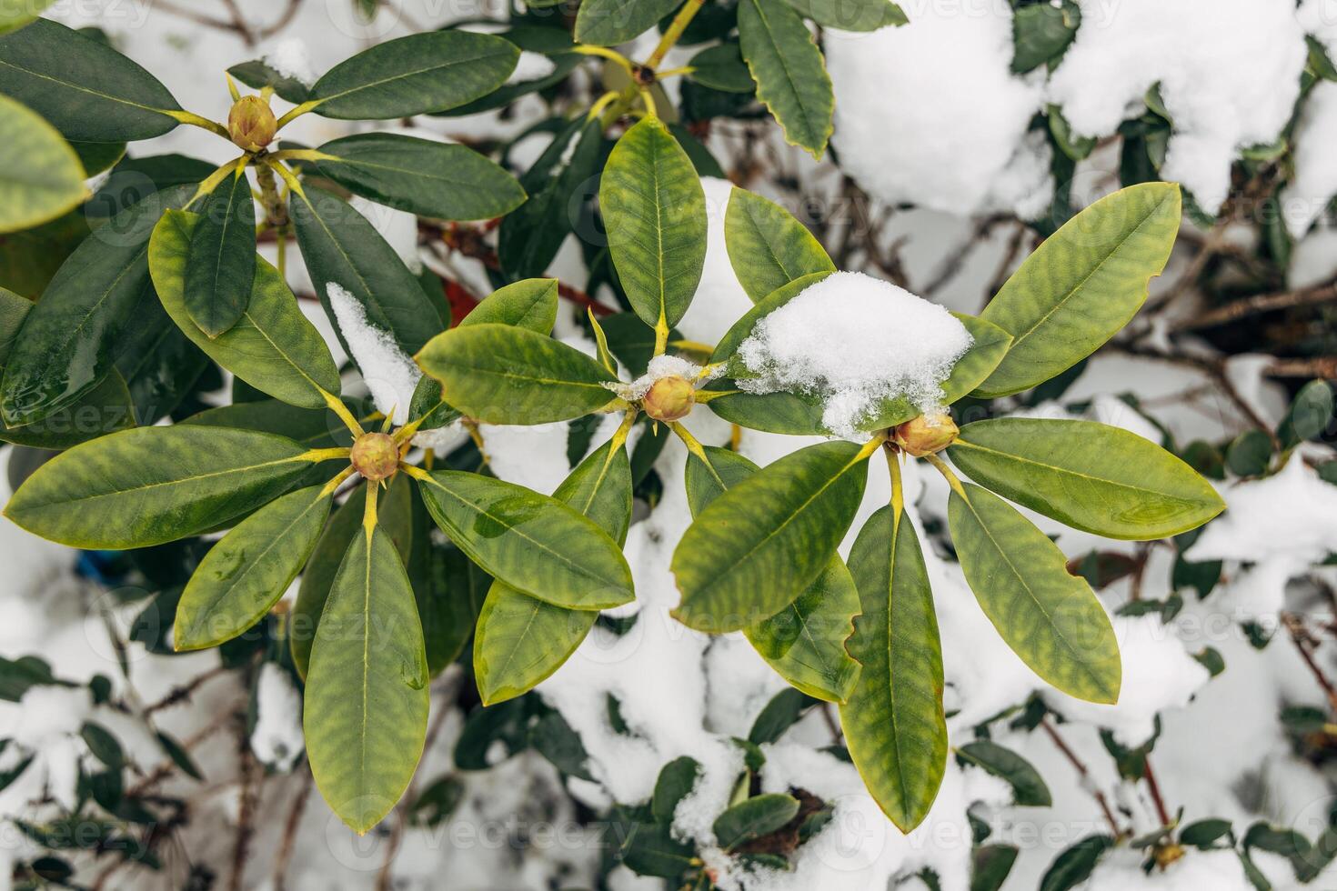 Rhododendron covered with frost and snow in winter photo