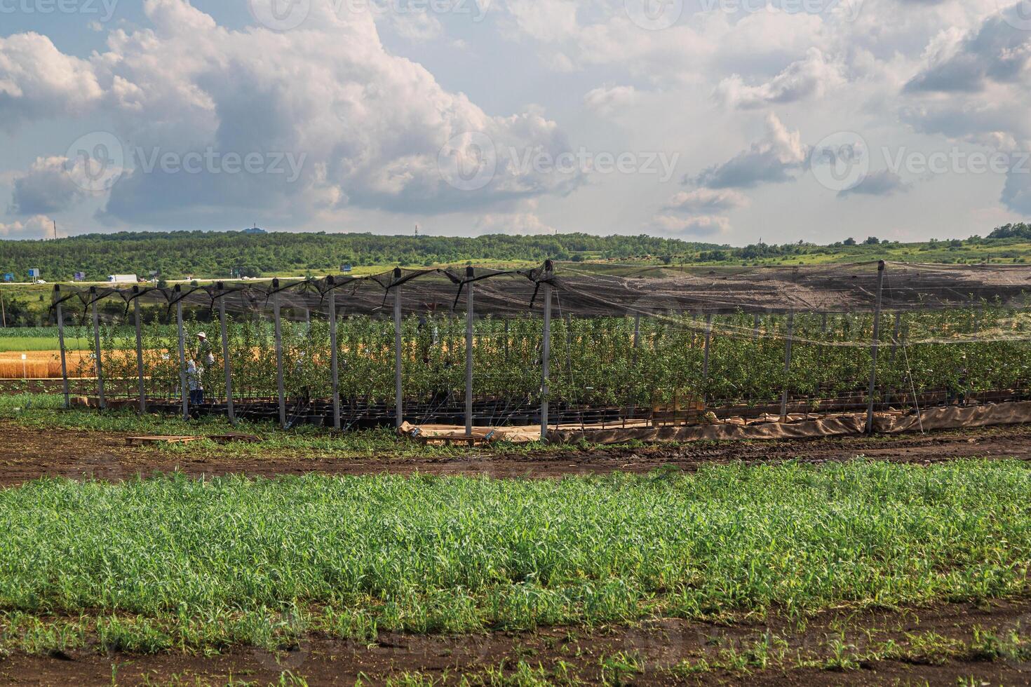The fruit tree nursery is covered with a protective net photo