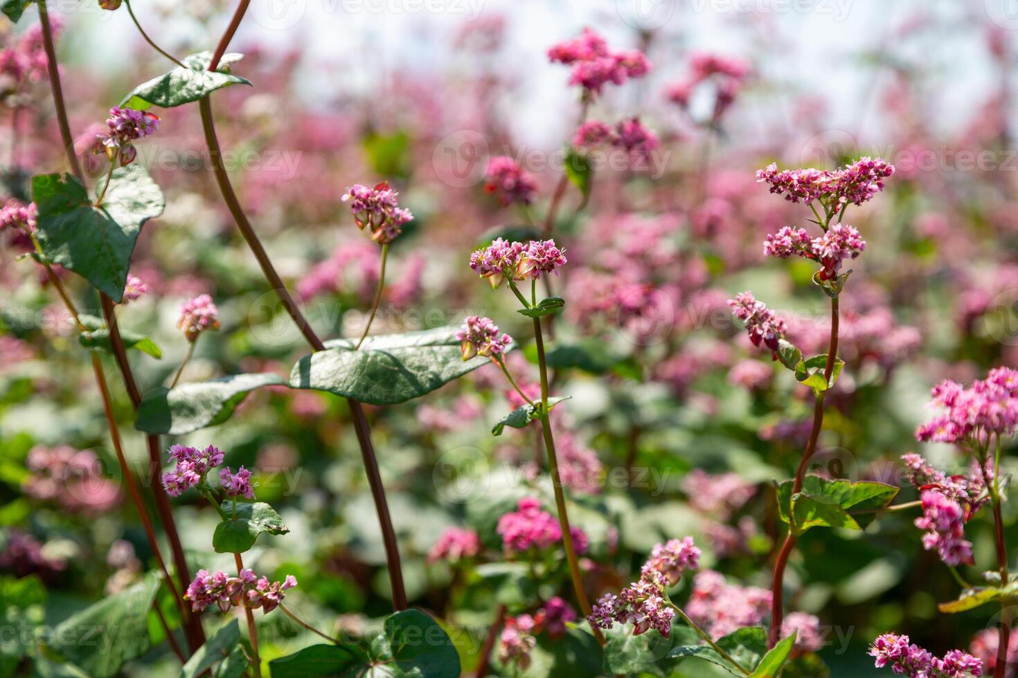 Red buckwheat flowers on the field. Blooming buckwheat. Buckwheat field on a summer sunny day. photo