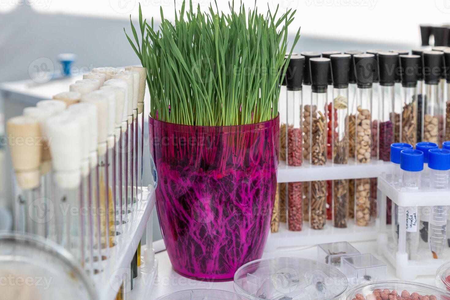 wheat sprouts sprouted in a transparent jar in soil, roots visible photo