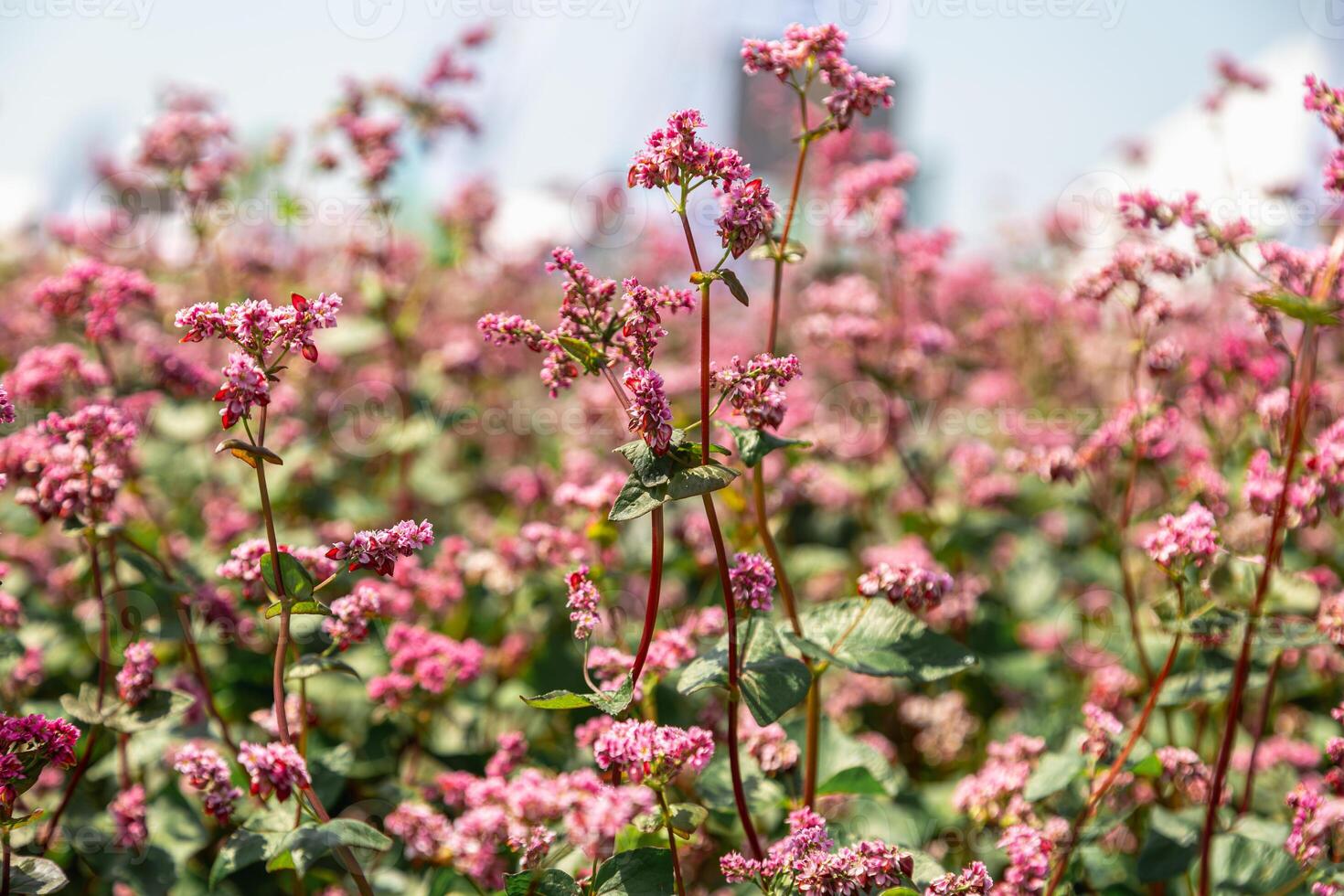 Red buckwheat flowers on the field. Blooming buckwheat. Buckwheat field on a summer sunny day. photo