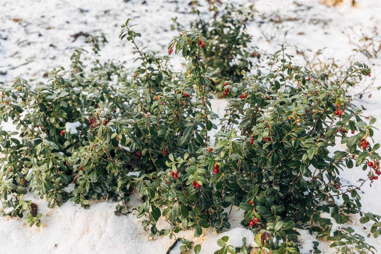 Vaccinium vitis idaea in the garden with berries under the snow photo