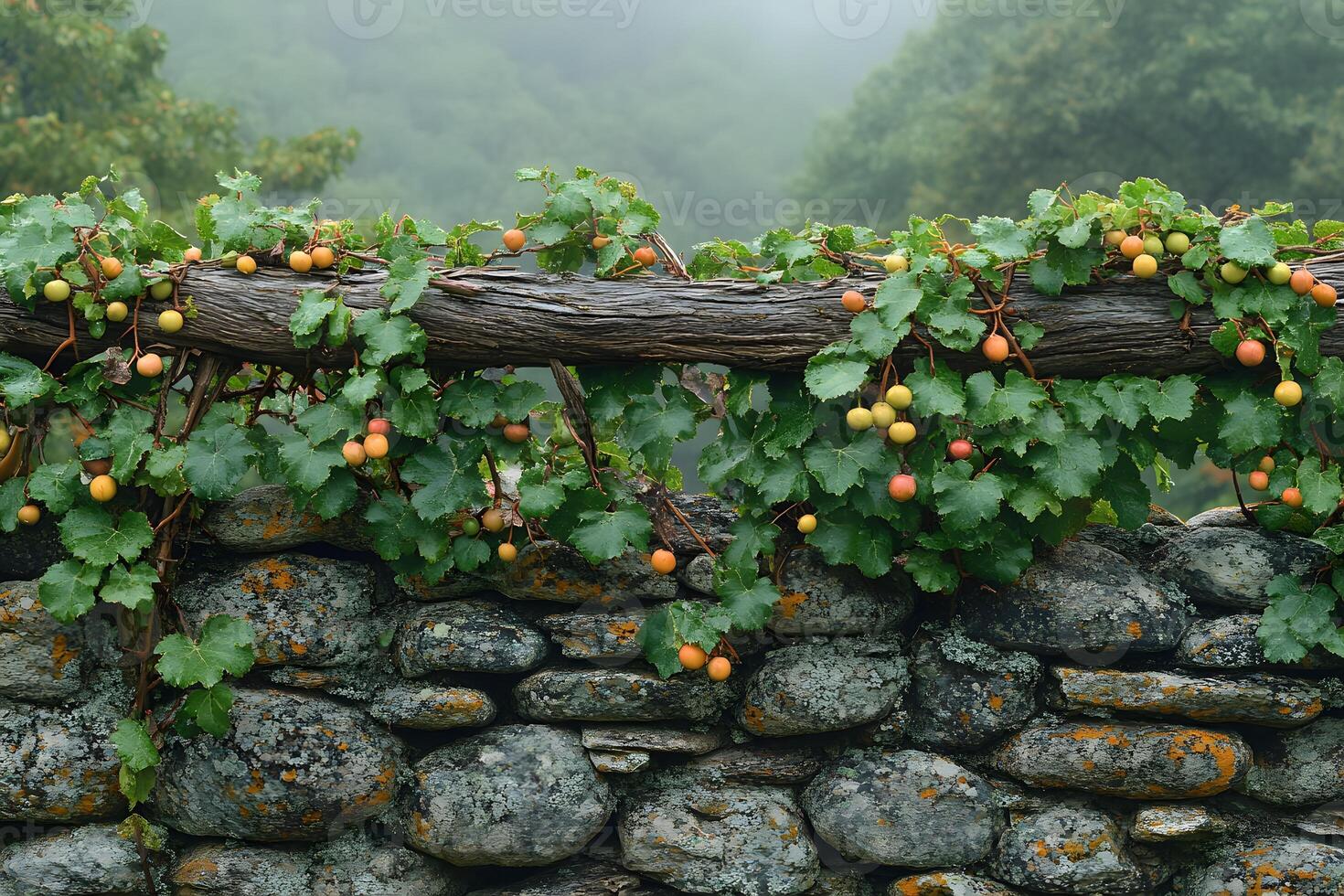 Lush Vineyard Grapevines on Rustic Stone Wall in Misty Countryside photo