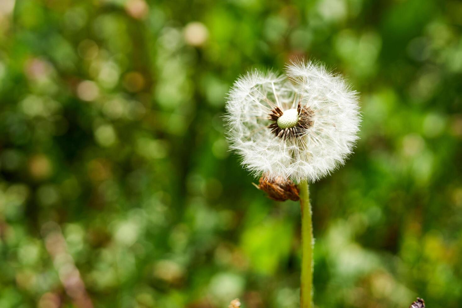 Closeup shot of a dandelion on the blurry background photo