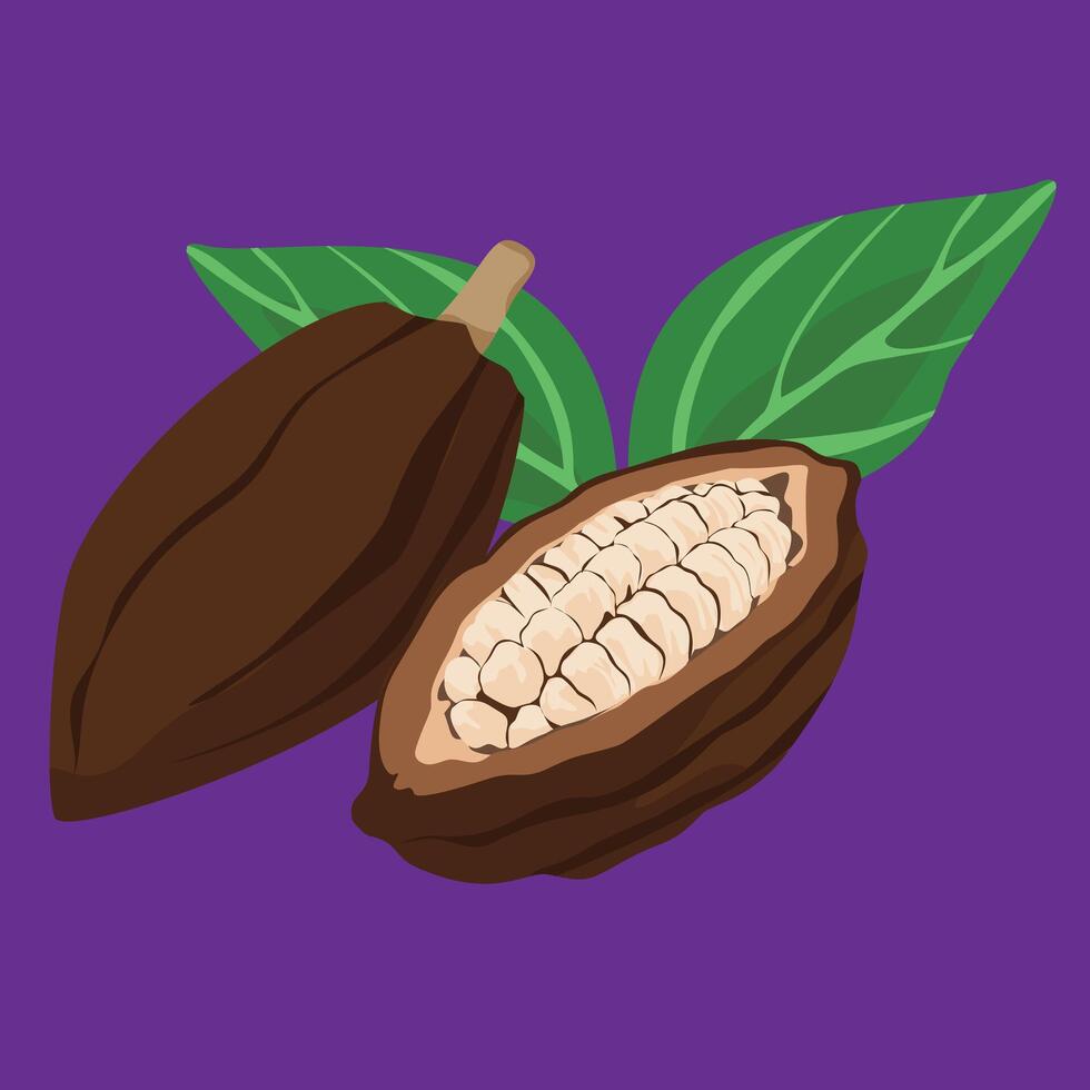 cocoa fruit fresh flat design fruit exotic and fresh fruits vector