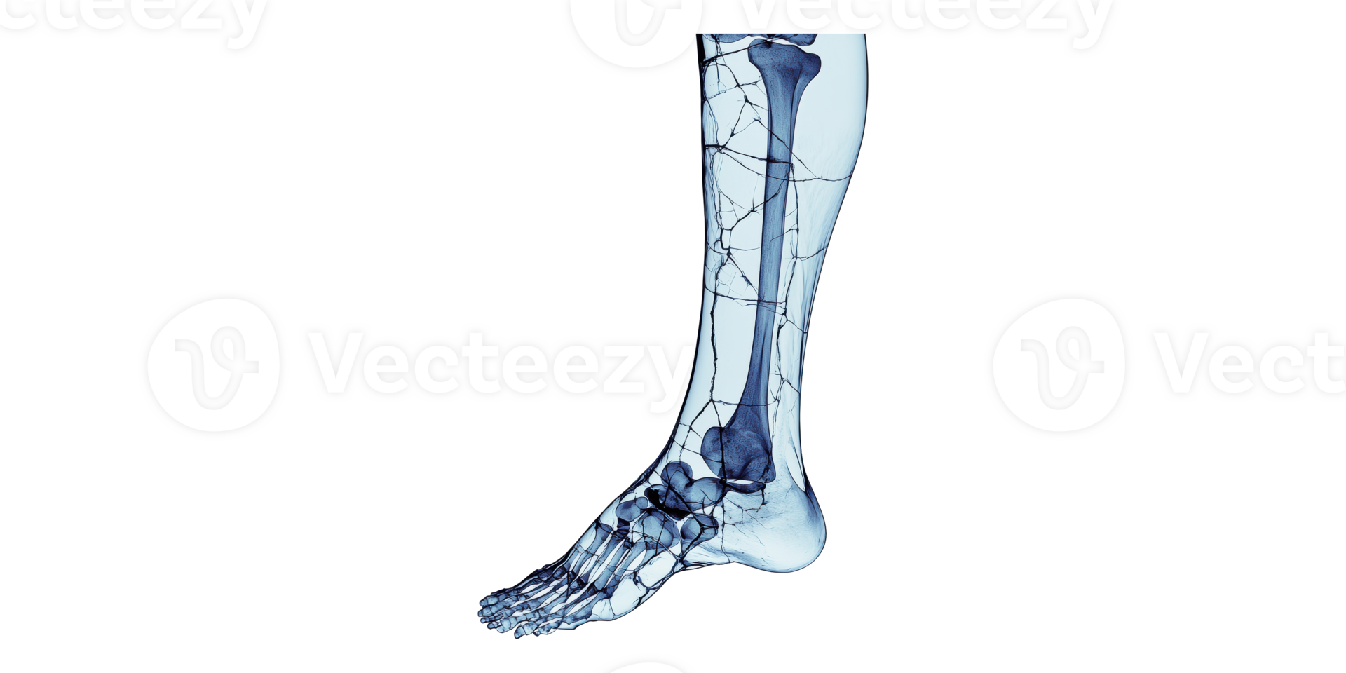 Human ankle x-ray image showing bones and joints isolated on transparent background png
