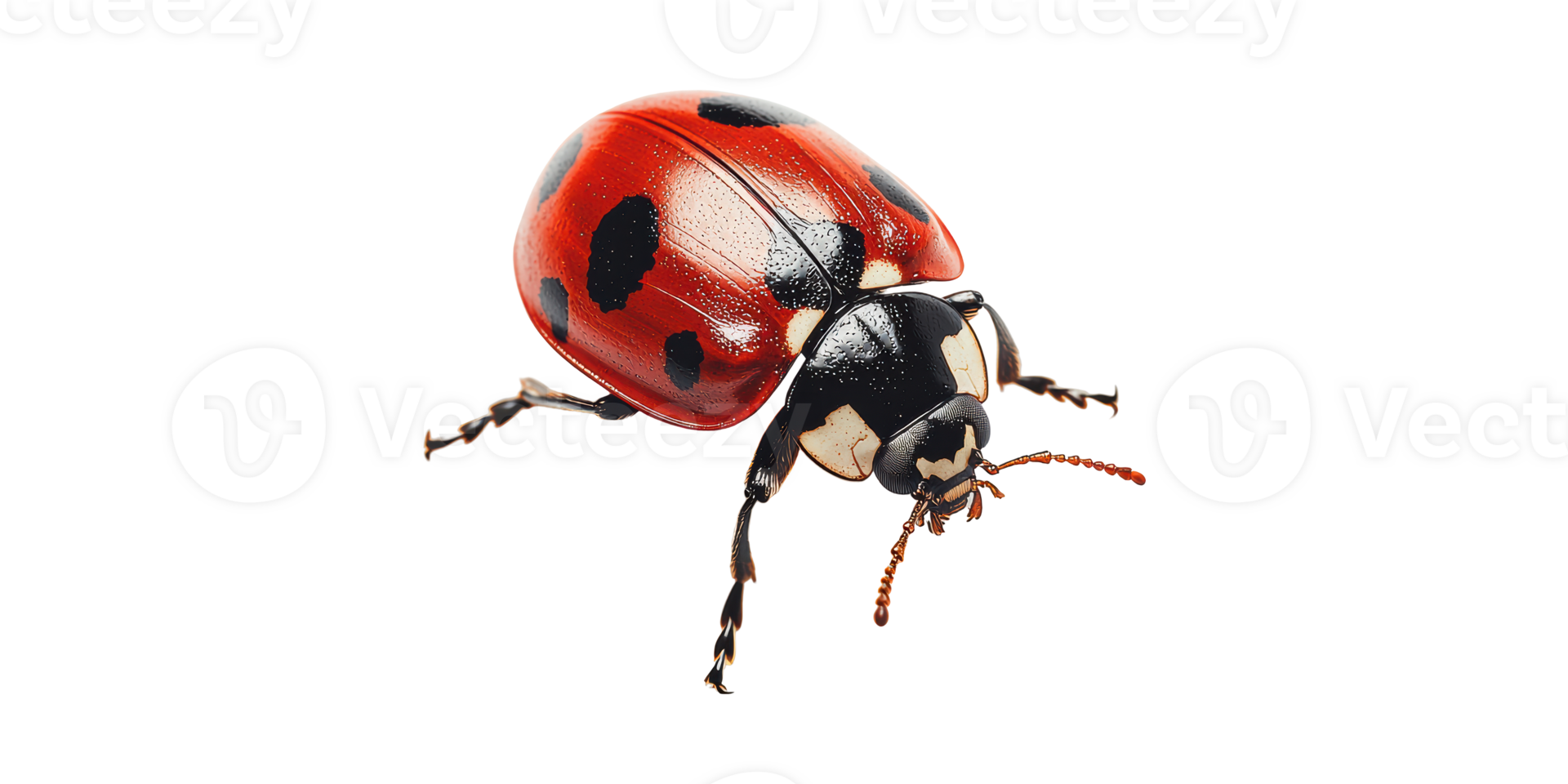 Ladybug with red and black spots isolated on transparent background png
