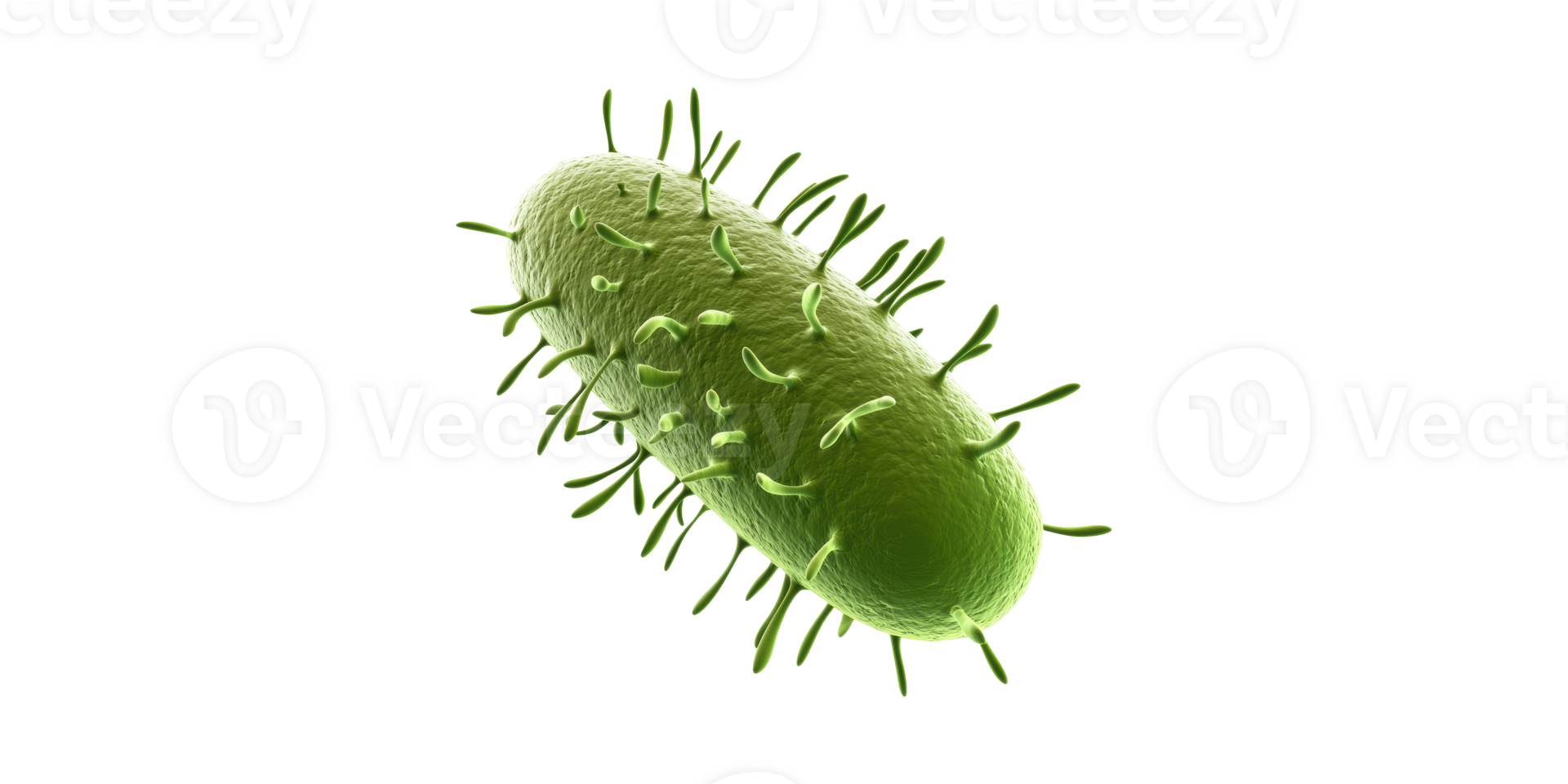 Bacteria cell with flagella isolated on transparent background png