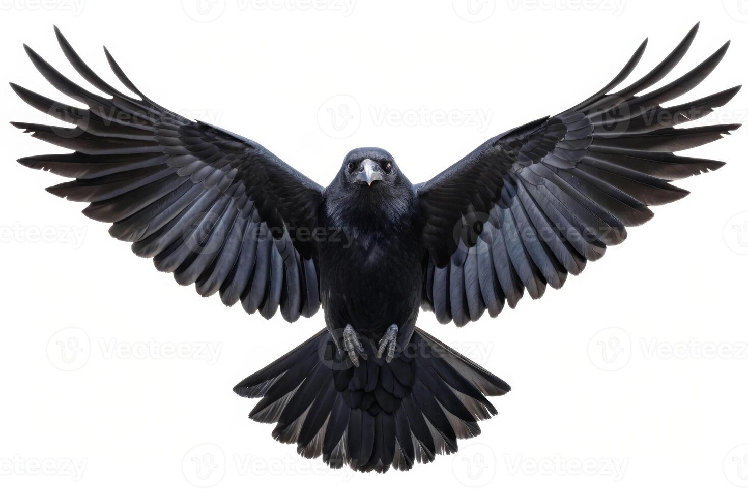 Death in flight isolated crow with open wings against a dark sky nature photography eerie atmosphere dramatic view photo