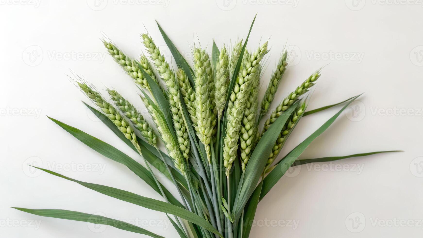 Wheat seed bouquet nature high angle close-up view green environment freshness and growth concept photo