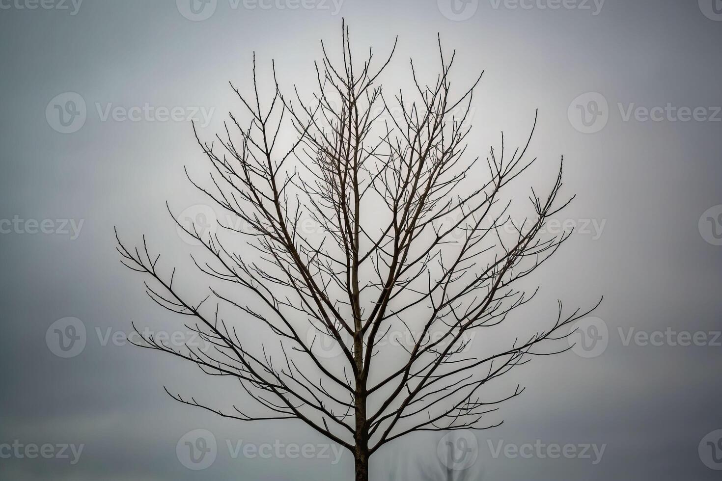 Death of a tree close-up view of a silhouette in nature urban environment reflecting life's fragility photo