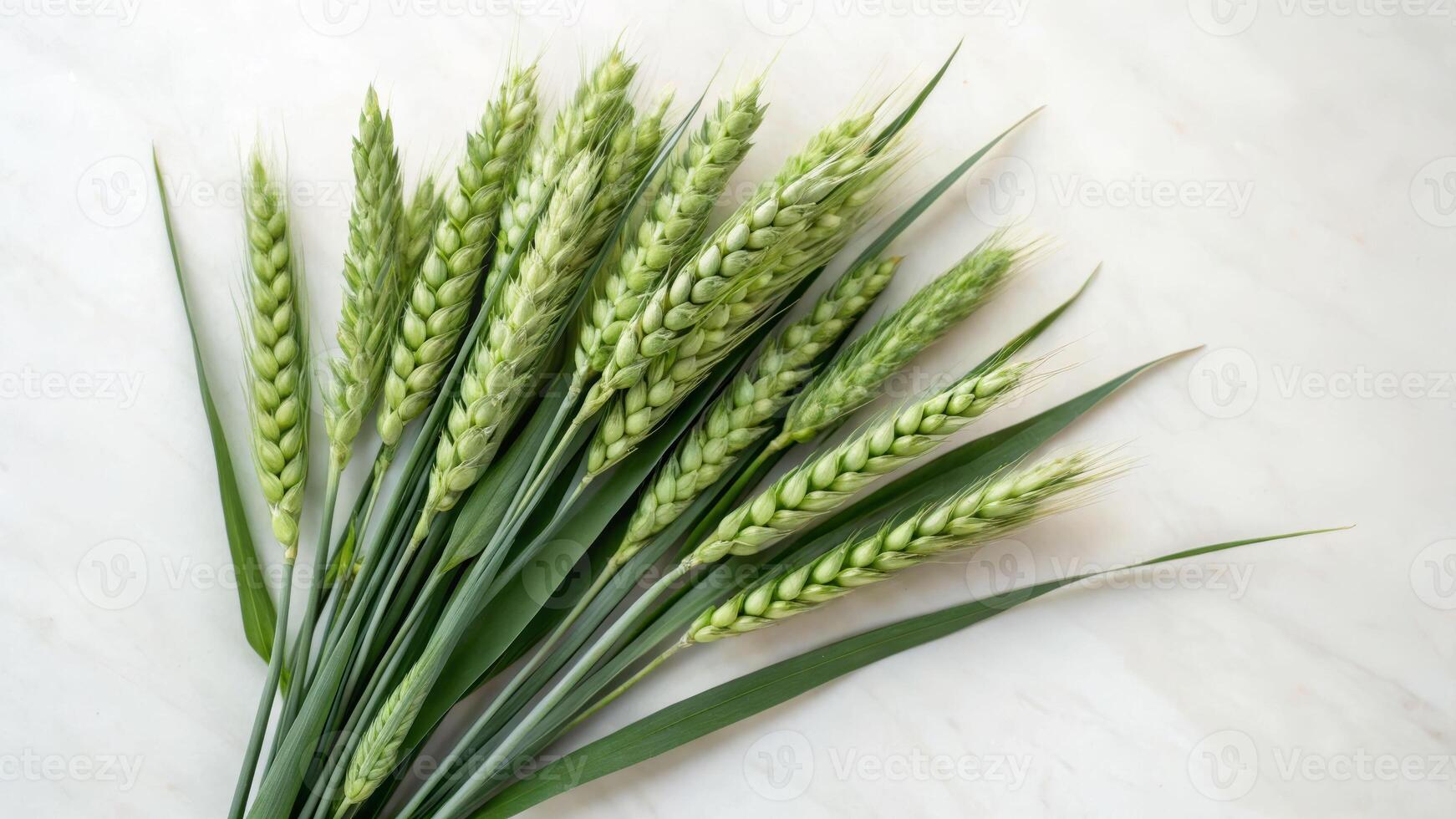 Close-up view of immature wheat seeds natural environment high angle perspective photo