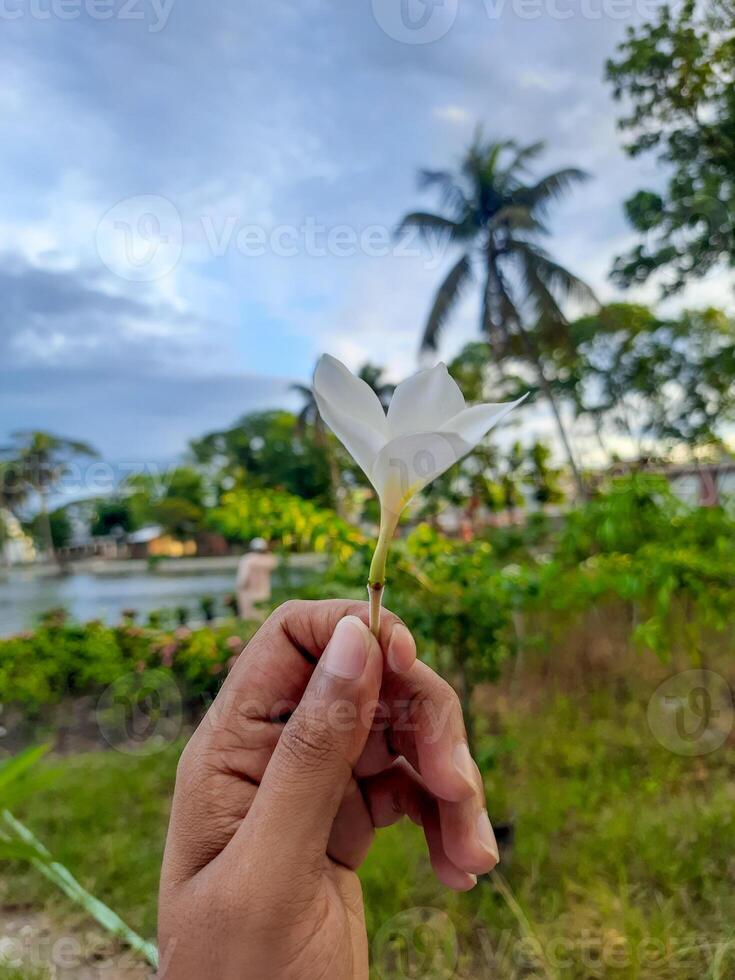 A wood rose in a hand in the middle of nature photo