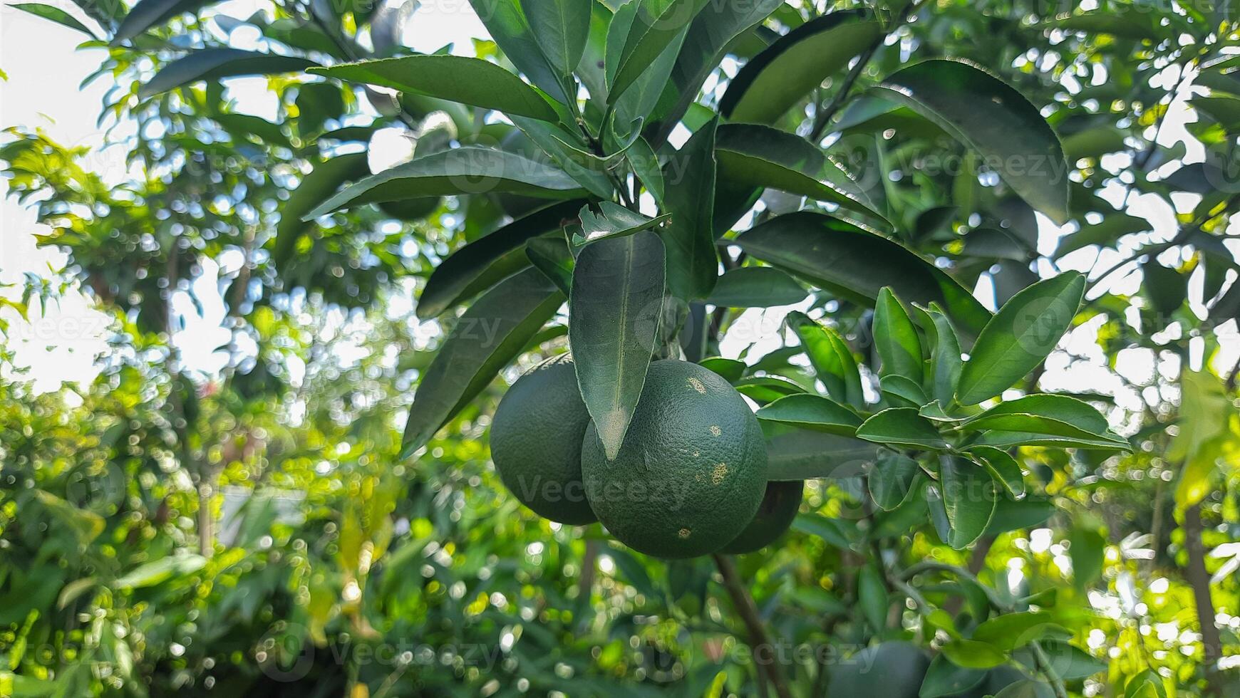 Orange is a delicious fruit. it contains a lot of vitamin c photo