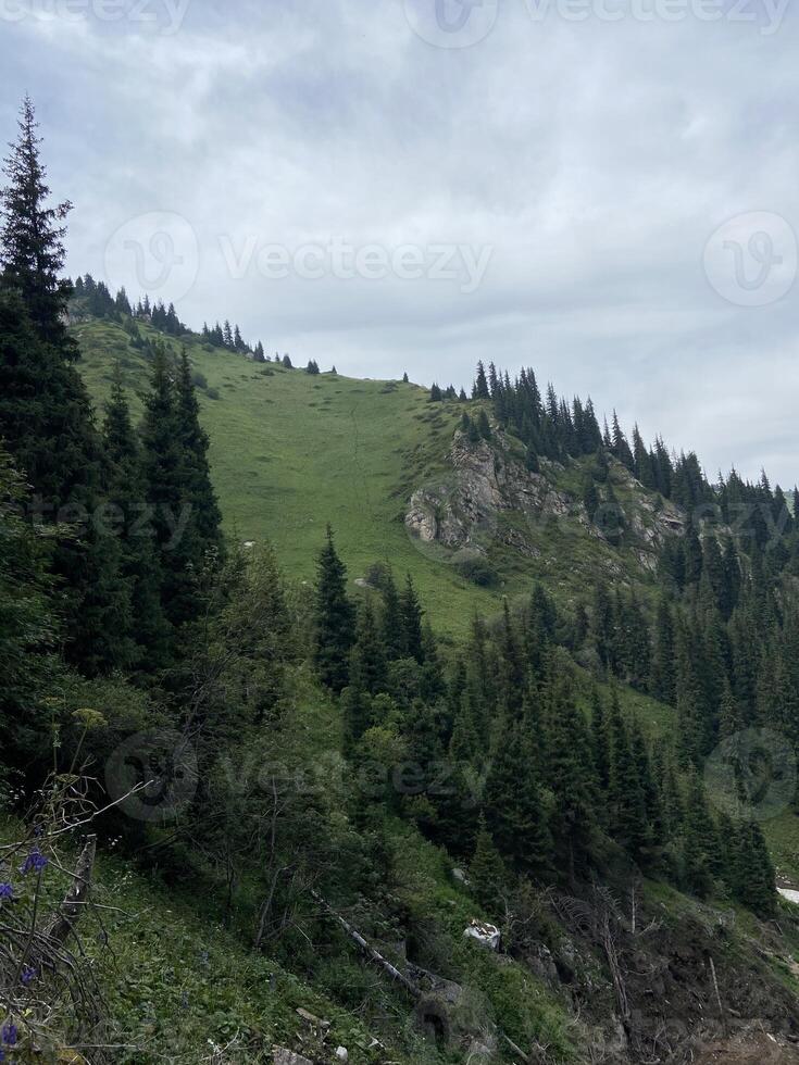 Lush green mountainside covered with evergreen trees photo