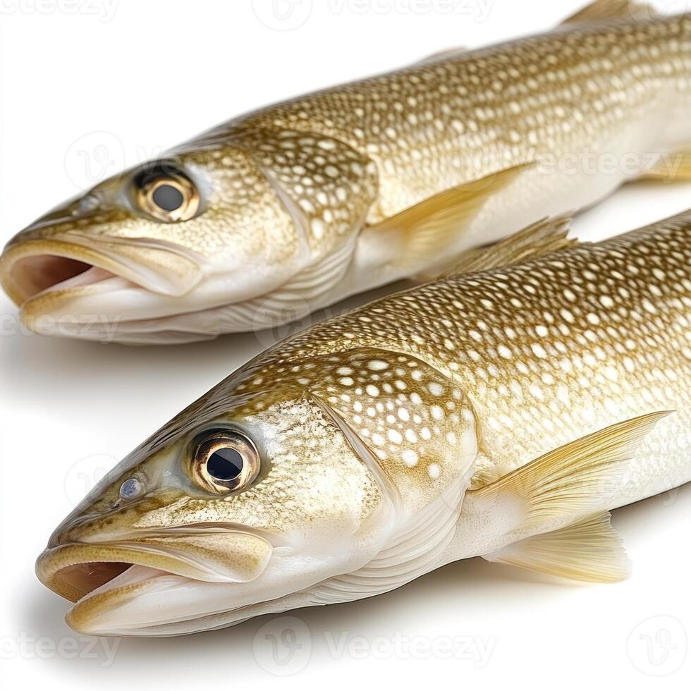 Two fresh trout are arranged closely together, showcasing their shiny scales and unique pattern photo