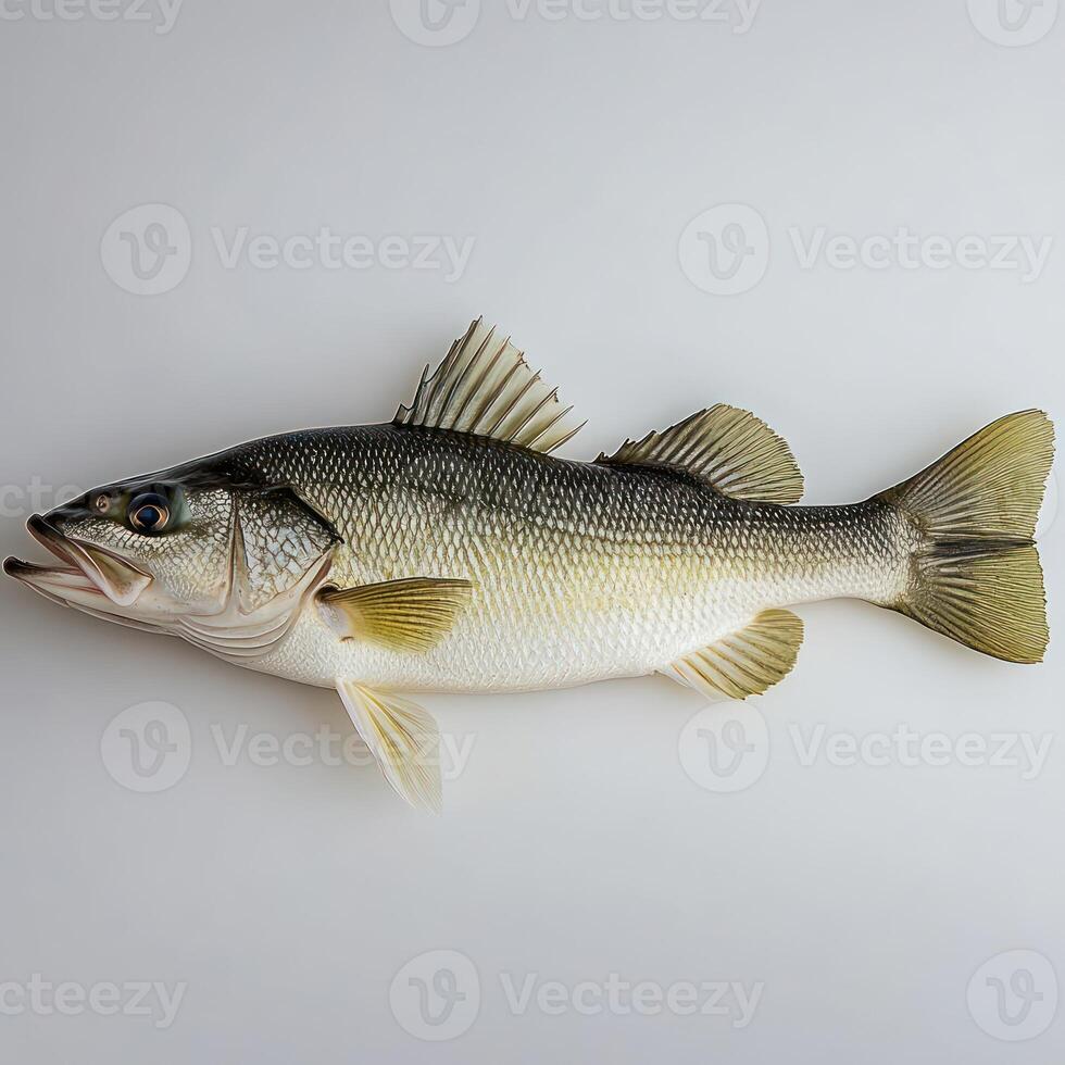 A large freshwater fish rests on a plain background, highlighting its unique patterns and colors photo