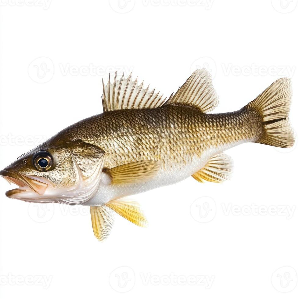 A detailed depiction of a freshwater fish displaying scales and fins, captured in clear water photo