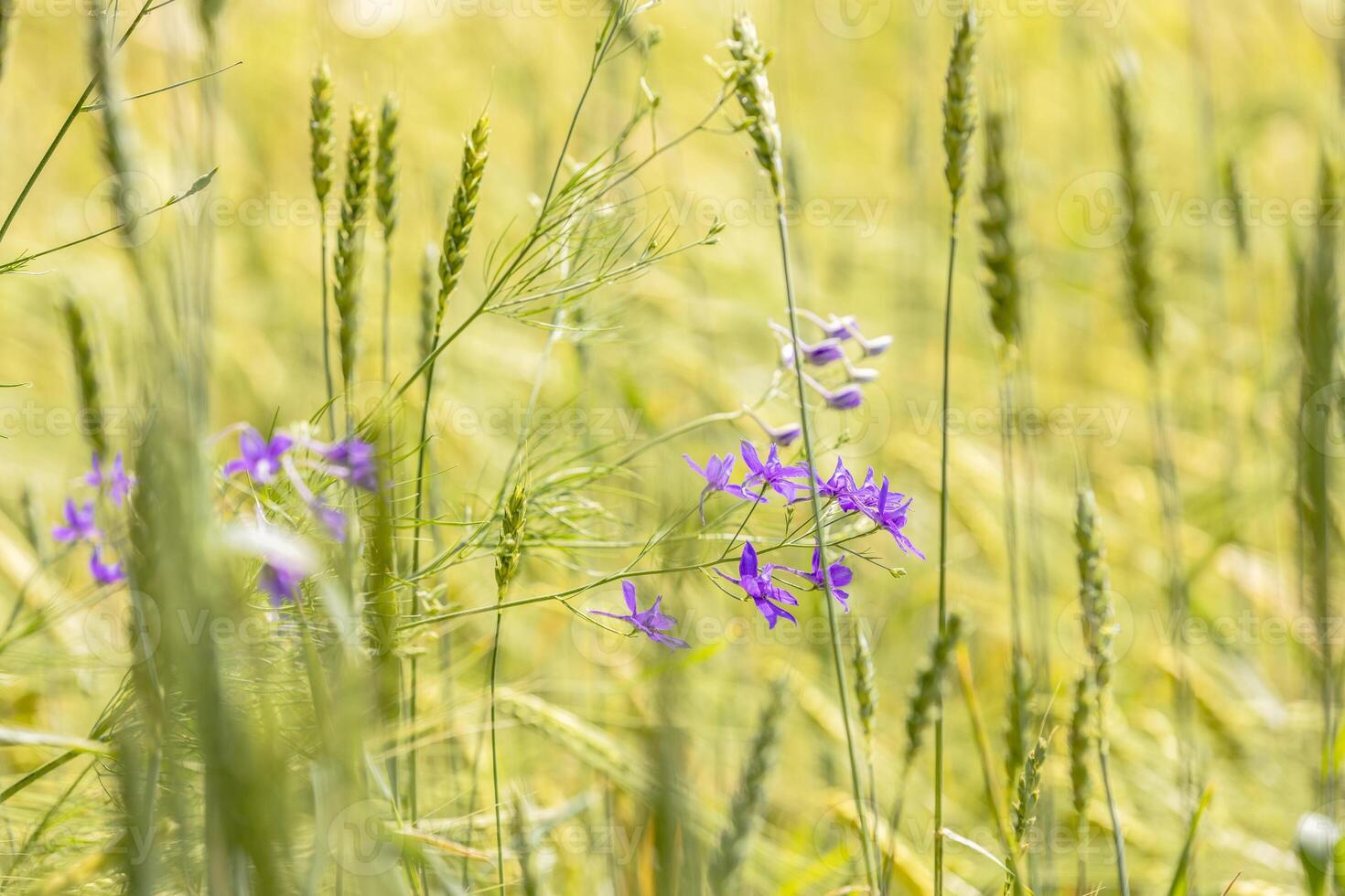 Purple wildflowers growing in a field of ripe wheat in summer sunlight photo
