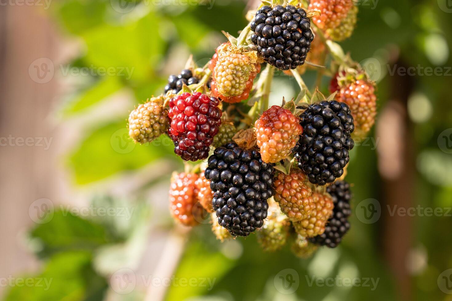 Ripe and unripe blackberries growing on a bush in sunlight photo