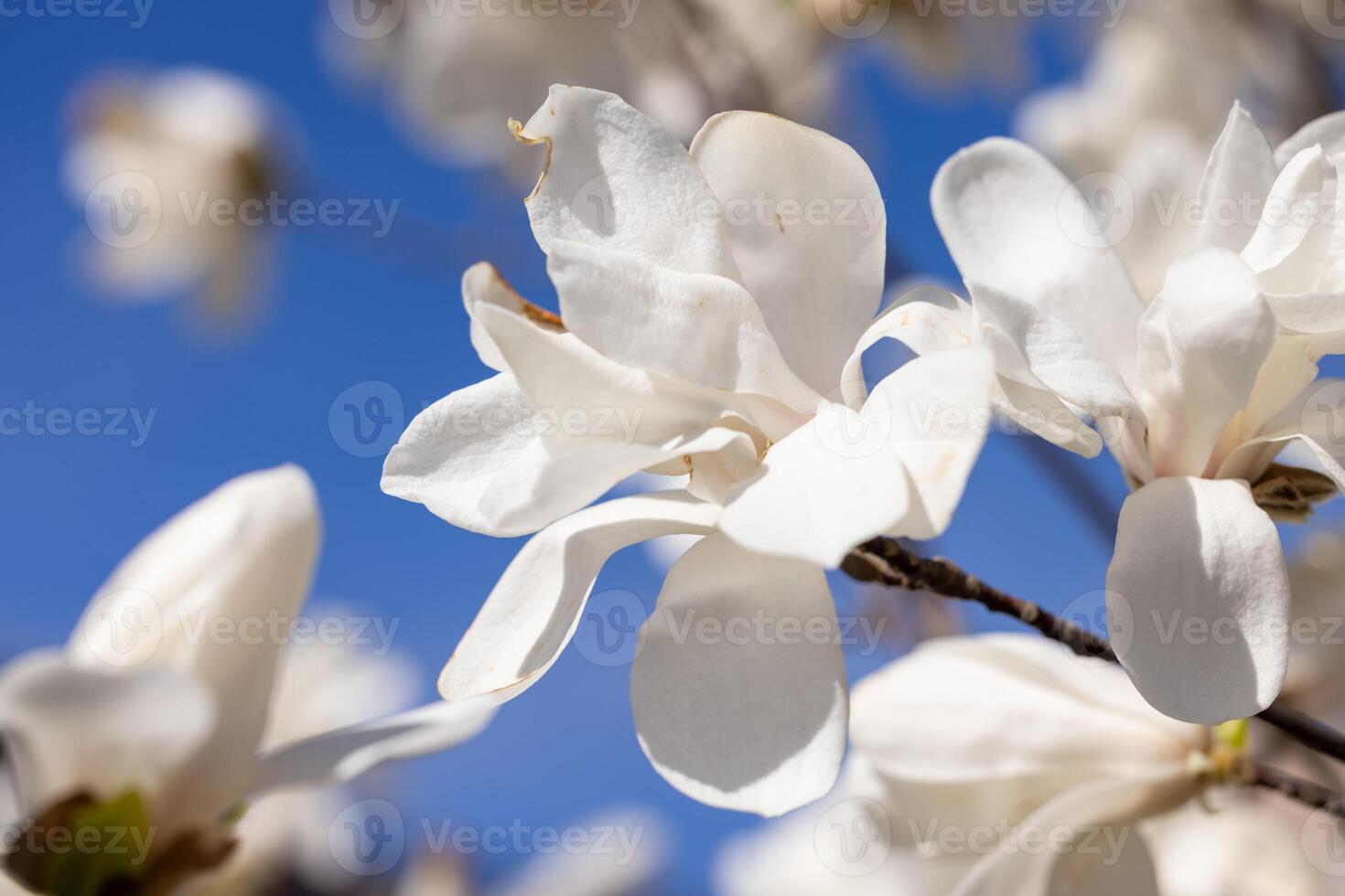 White magnolia flowers blooming on branch against blue sky photo