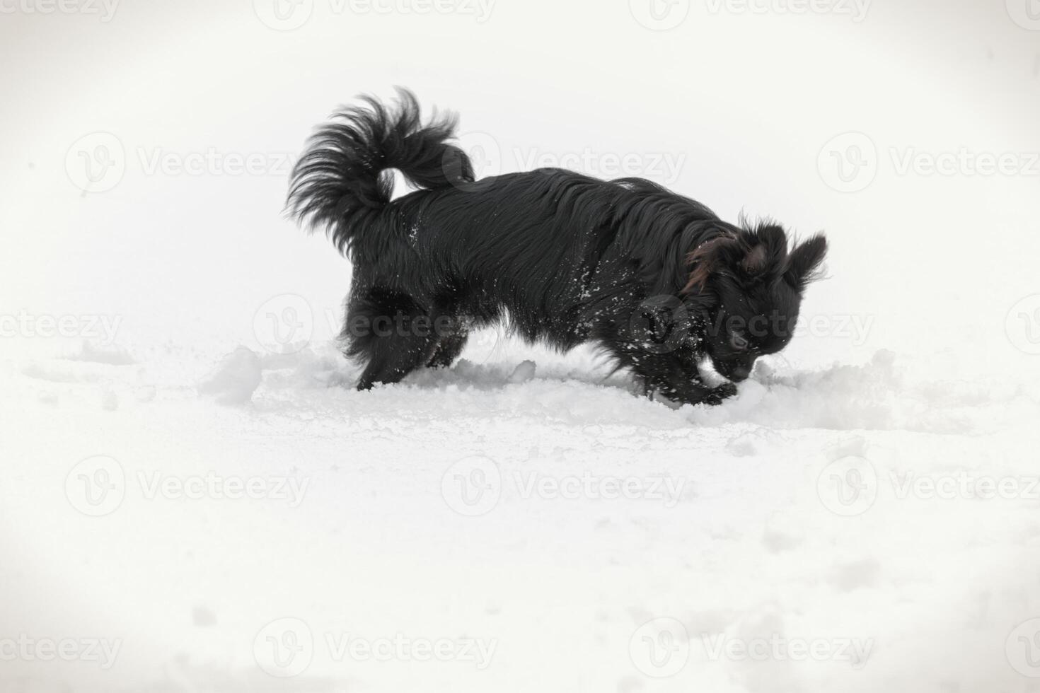 Small black long haired chihuahua dog playing and digging in snow photo
