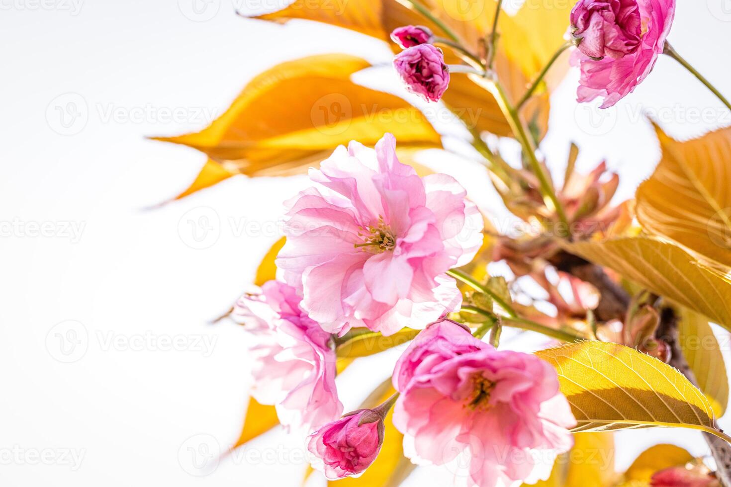 Pink cherry blossom flowers blooming on branch with yellow autumn leaves photo