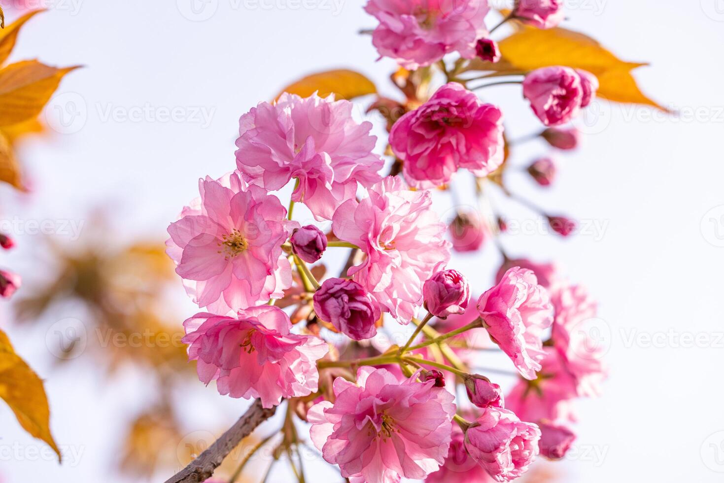 Japanese cherry blossoms blooming in springtime with blurred background photo