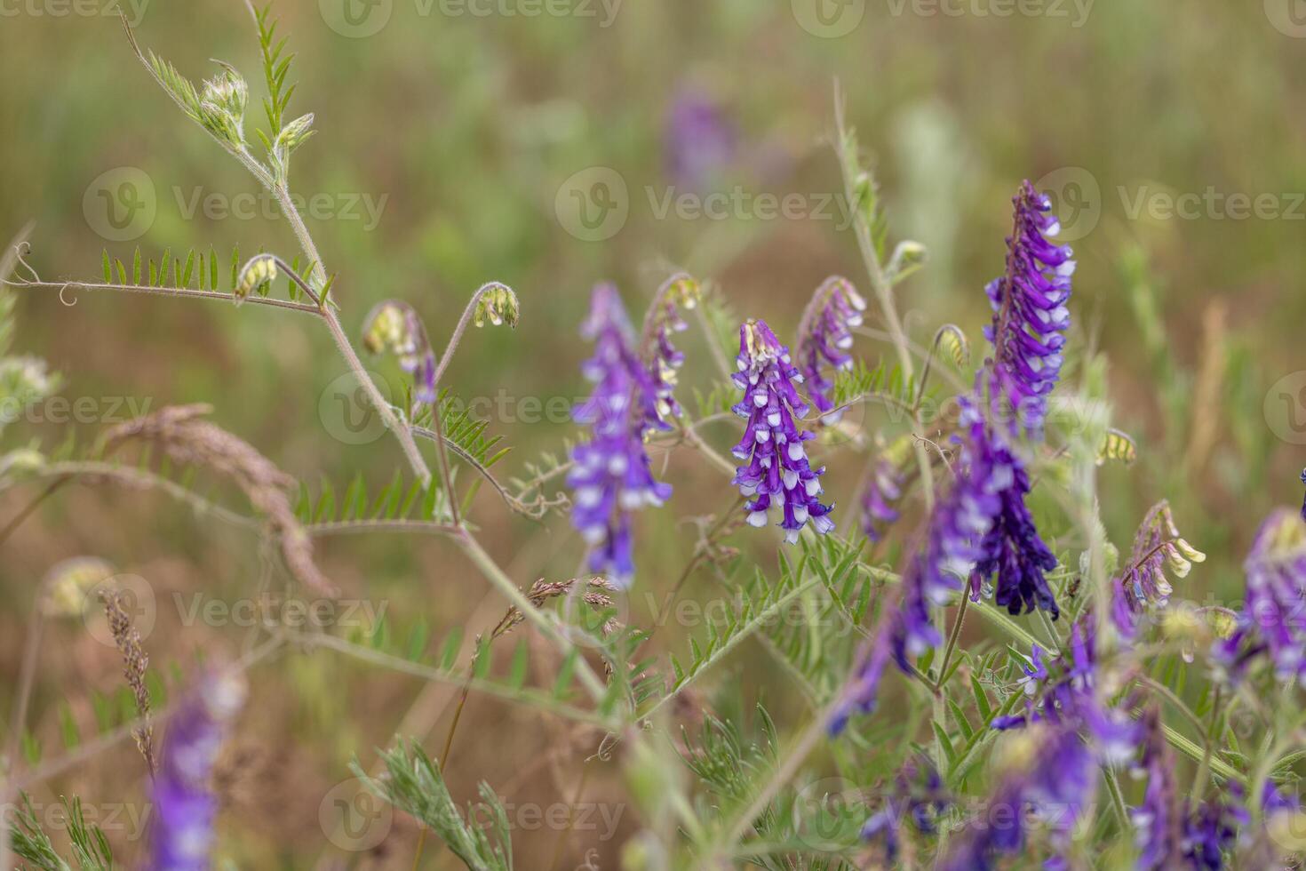 Tufted vetch blooming in a meadow during springtime photo