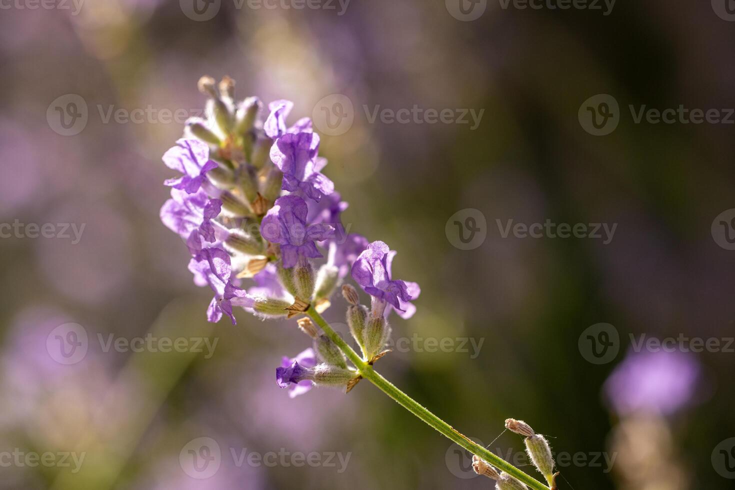 Close up of lavender flowers blooming on a stem, with a blurred background of other lavender plants, creating a peaceful and natural scene photo