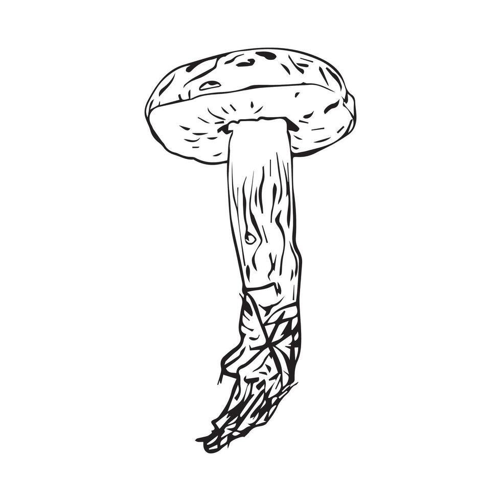 Polish mushroom hand drawn in graphic style. Mushroom for design. illustration vector