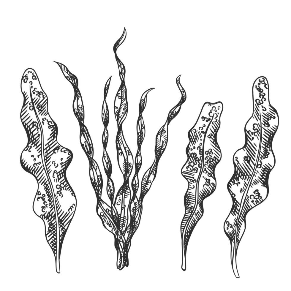 illustration of sea seaweed plant. Isolated object on a white background. Tropical underwater element of natural bottom world. Hand drawn textured sketch on isolated background vector