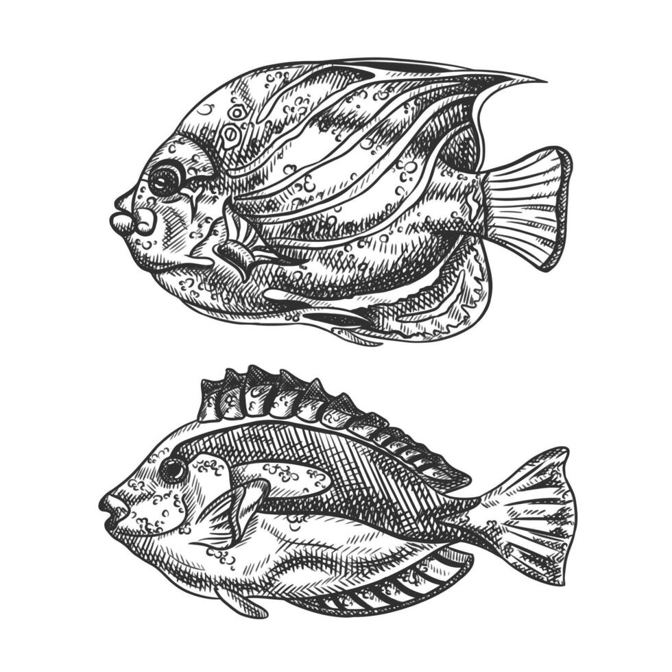 illustration of sea fish. A tropical underwater animals. Tropical element of natural world. For postcards, prints. Hand drawn textured sketch in black and white on isolated background vector