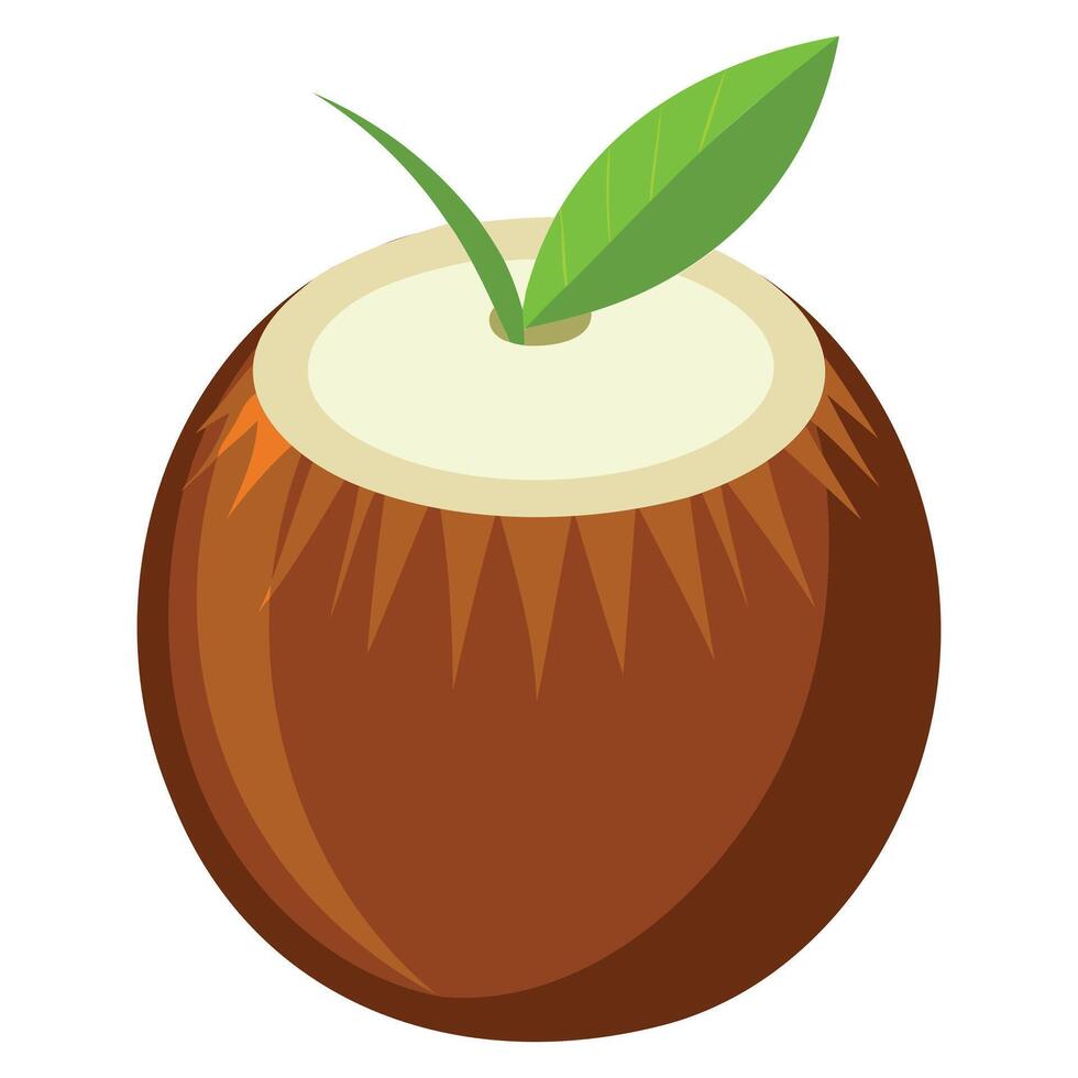 Tropical Coconut - Fresh and Natural Illustration vector