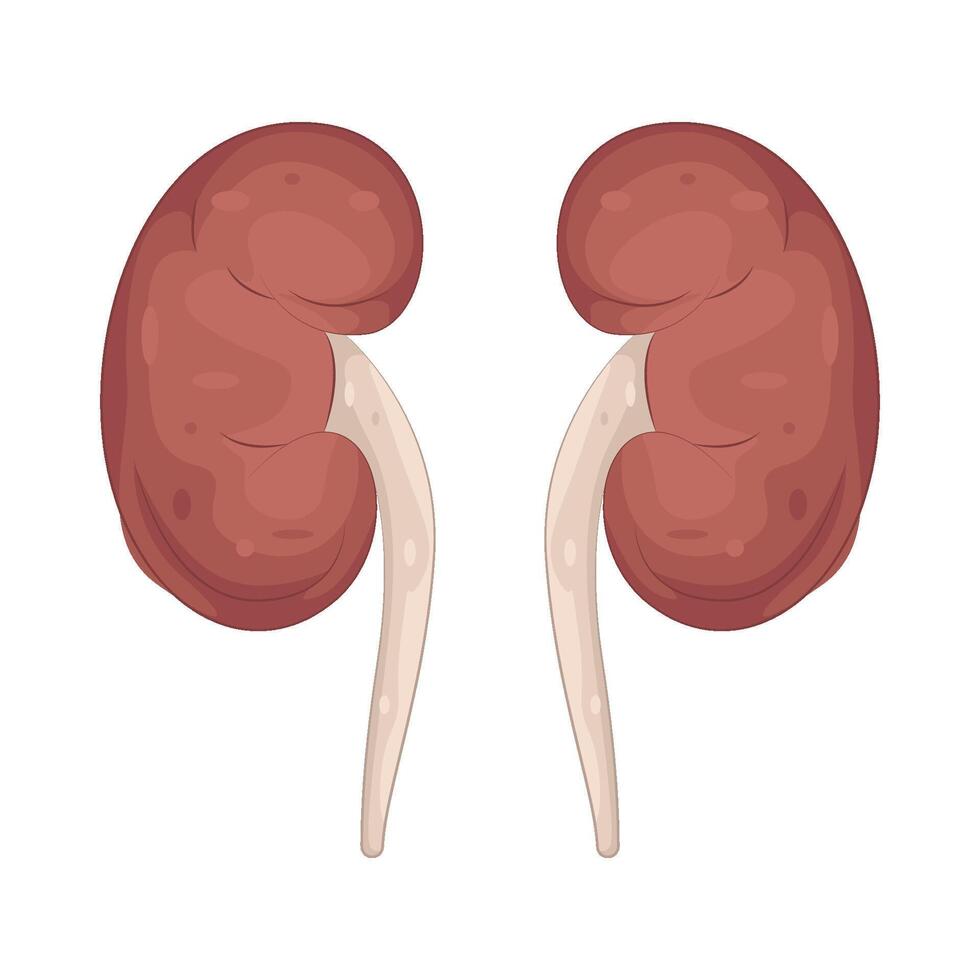 human kidney illustration vector