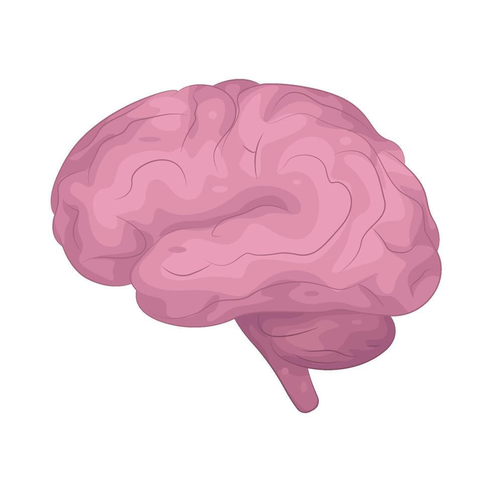 human brains illustration vector