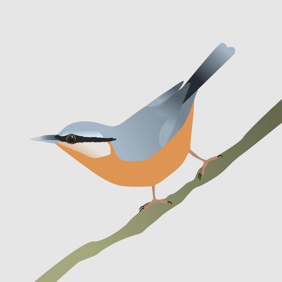 An illustration of a nuthatch. The bird is sitting on a diagonal branch with his tail in the air. vector