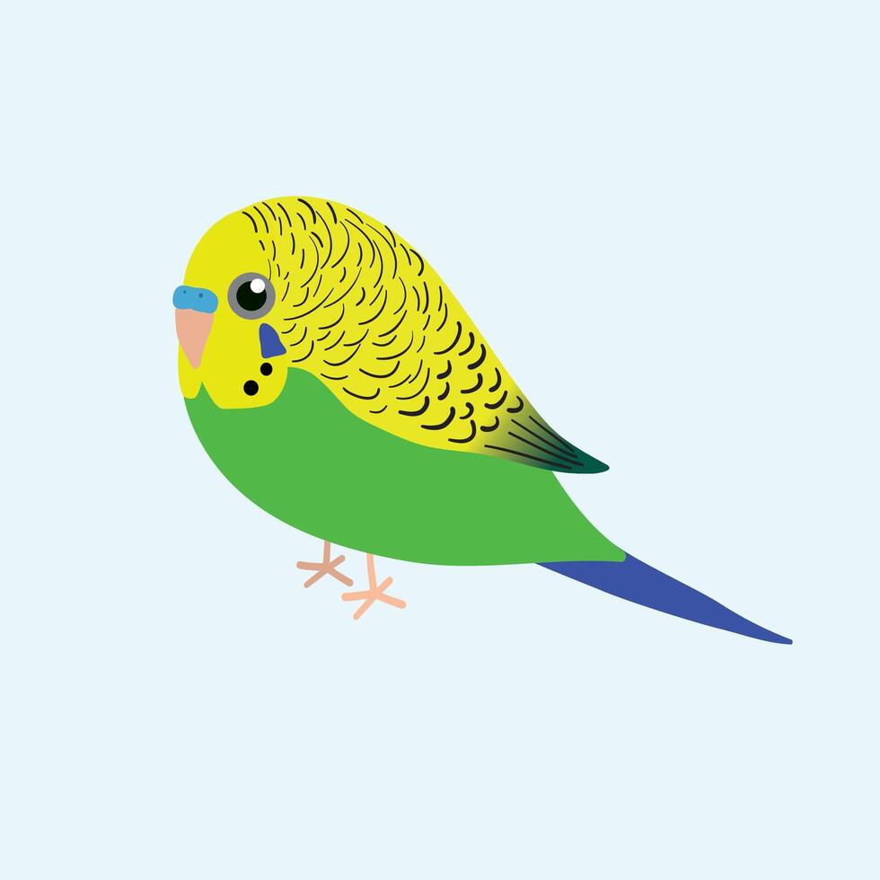 An illustration af a very cute green budgie. It is a male bird. vector