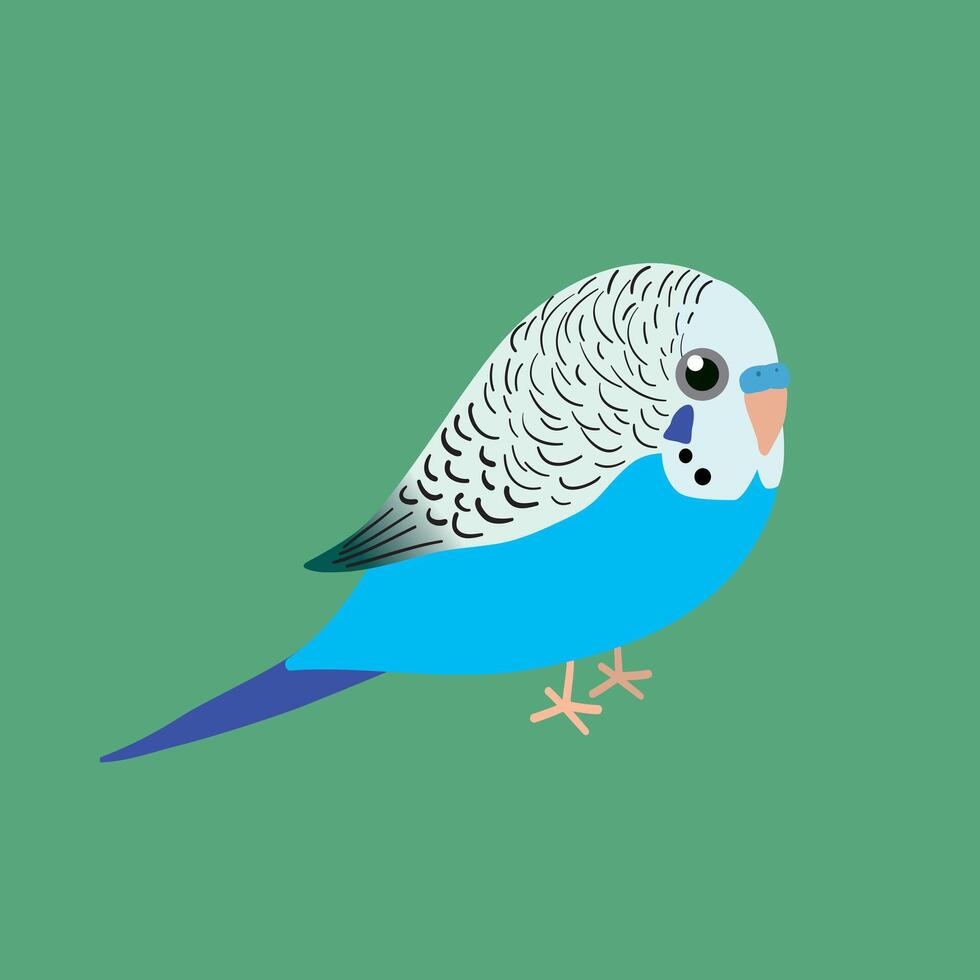 An illustration af a very cute blue budgie. It is a male bird. vector