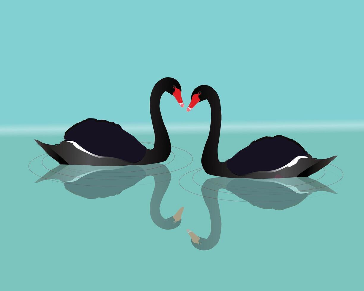 An illustration of a two black swans swimming in the water. You can see the reflection of the big black birds in the water. Waves are visualized with grey thin circles. vector