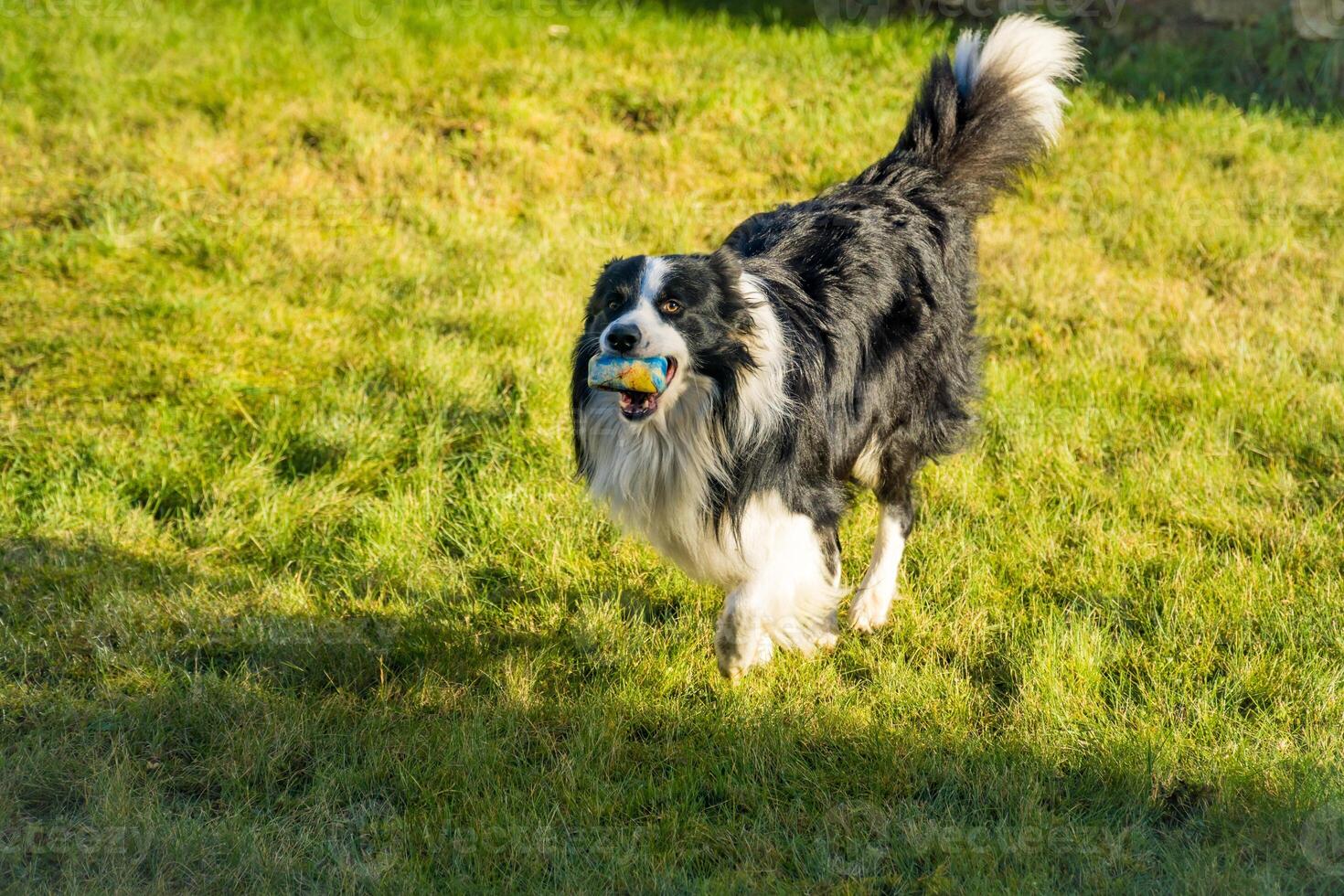 Black and white border collie running across a green lawn with ball in its mouth photo