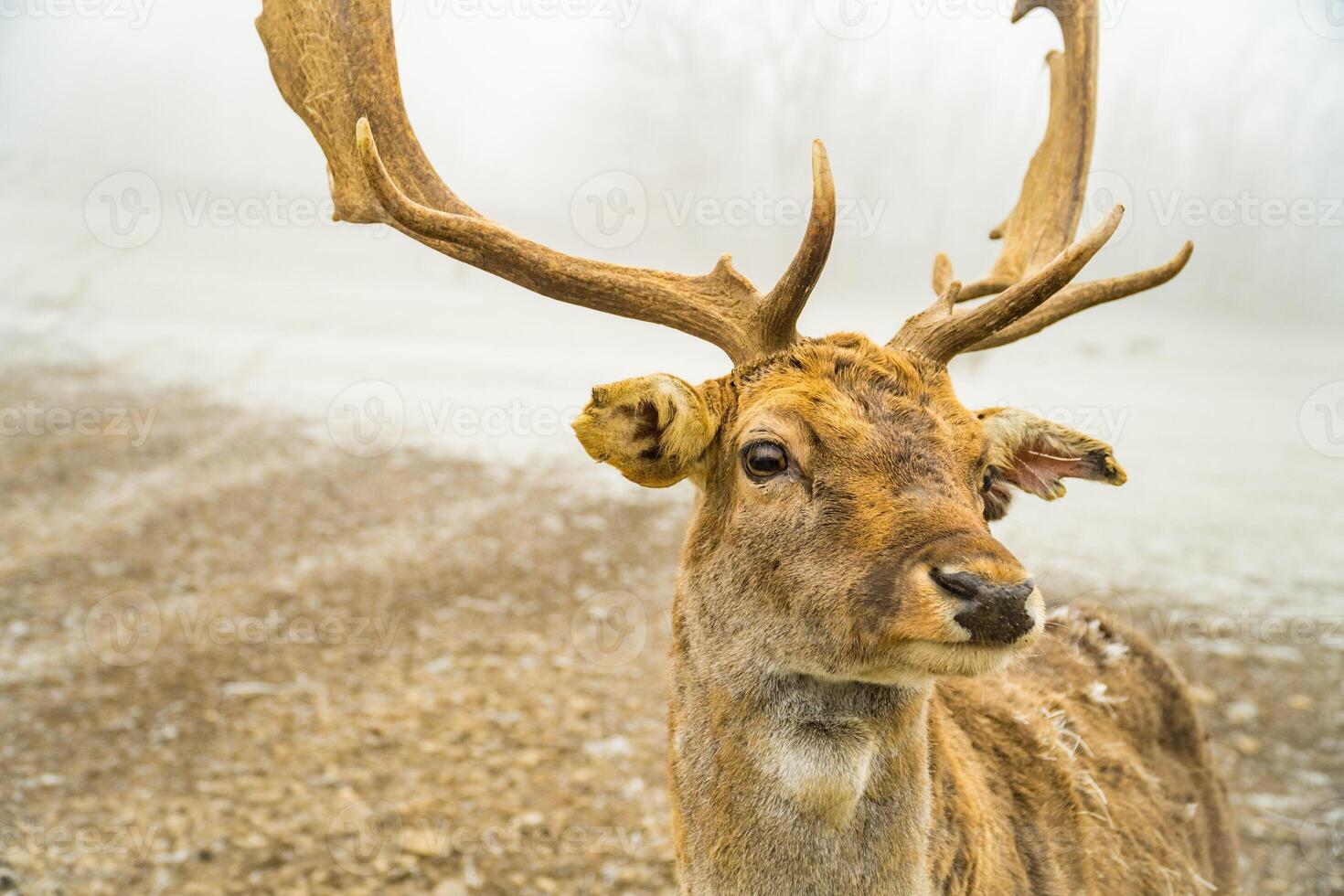 Portrait of a red deer and a beautiful foggy winter forest landscape. Czech photo