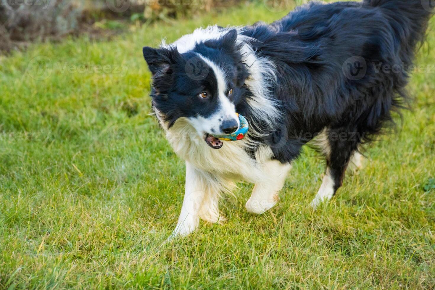 Black and white border collie running across a green lawn with ball in its mouth photo