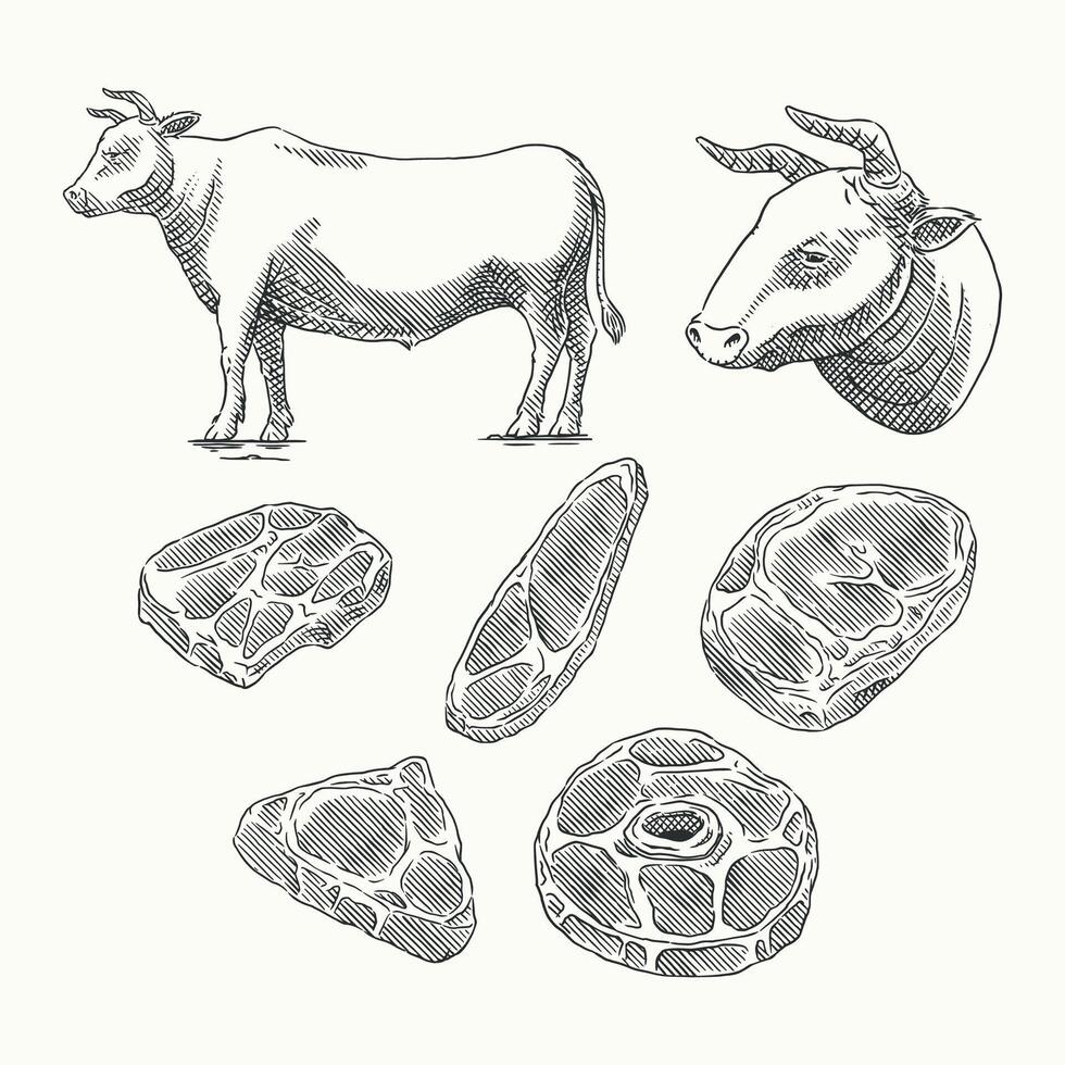 Hand-drawn vintage-style illustration featuring a detailed beef butcher chart, showcasing various meat cuts from a cow vector