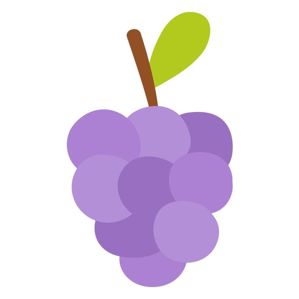Grape. Fruit. Hand drawn illustration on white background. vector